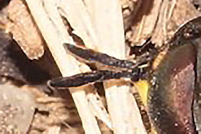 Chrysotoxum intermedium